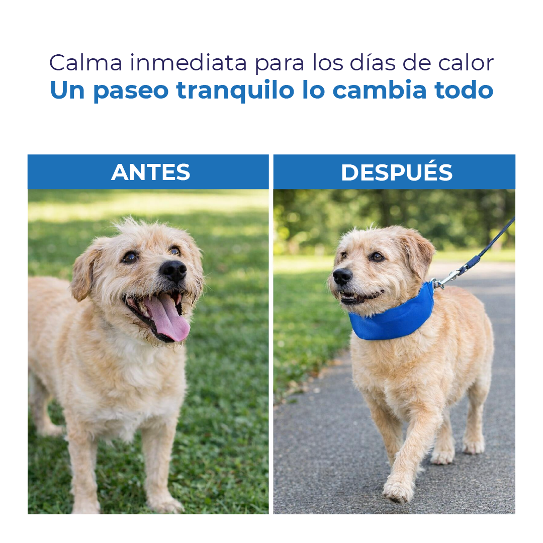 Collar Refrescante para Mascotas – Alivio Real en Días de Calor.